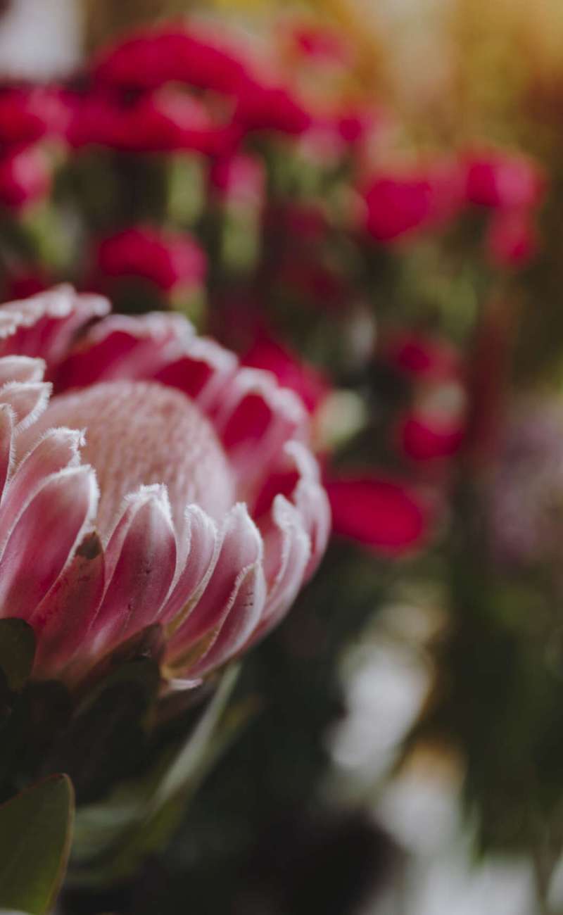 Closeup of blooming pink gerbera daisy